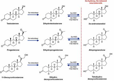 Neurosteroid Metabolites of Gonadal Steroid Hormones in Neuroprotection: Implications for Sex Differences in Neurodegenerative Disease